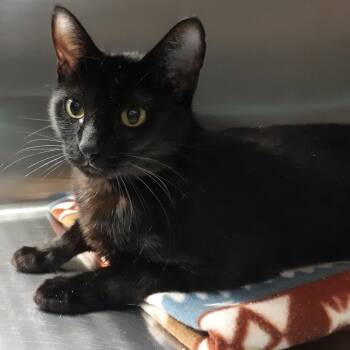 Moon -  Domestic Short Hair Cat for Adoption in Spokane, Washington - Moon | PetCurious