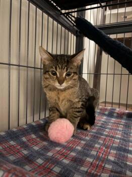 Lotty -  Domestic Short Hair Cat for Adoption - Lotty | PetCurious