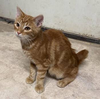 Spooter -  Domestic Short Hair and Manx Cat for Adoption in Elkins, West Virginia - Spooter | PetCurious