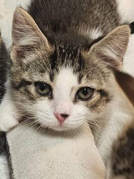 Dezi -  Domestic Short Hair Cat for Adoption in Littlestown, Pennsylvania - Dezi | PetCurious