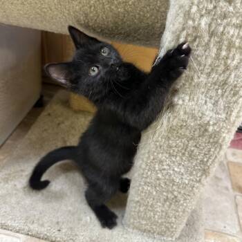 Dewey -  Domestic Short Hair Cat for Adoption in Monroe, Louisiana - Dewey | PetCurious