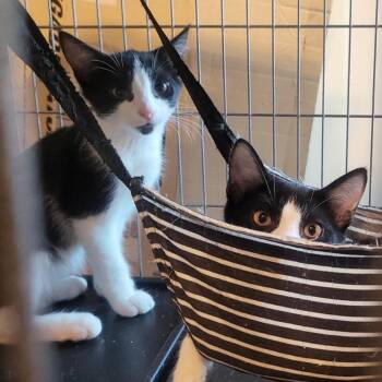 Marx -  Domestic Short Hair Cat for Adoption in Long Beach, California - Marx | PetCurious