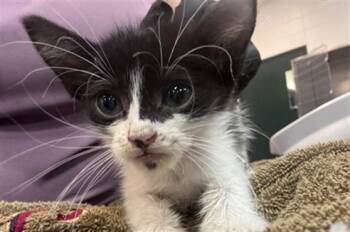 LYCHEE -  Domestic Short Hair Cat for Adoption in Thousand Palms, California - LYCHEE | PetCurious