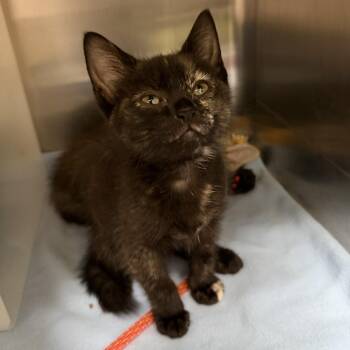 Yvonne De Carlo -  Domestic Short Hair Cat for Adoption in Los Angeles, California - Yvonne De Carlo | PetCurious