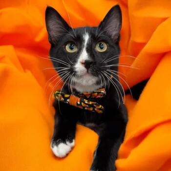 Rescue Domestic Short Hair Cats for Adoption in League City, Texas - Pepé Le Pew - Debonair Tuxedo Kitten | PetCurious