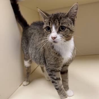 Vanilla Bean -  Domestic Short Hair Cat for Adoption in Cooperstown, New York - Vanilla Bean | PetCurious