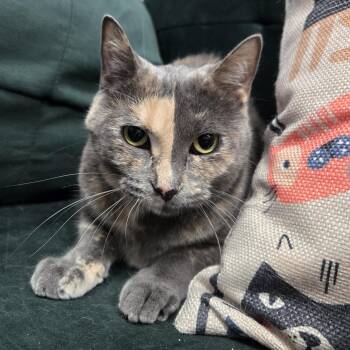 Rescue Domestic Short Hair Cats for Adoption in Mokena, Illinois - Marella | PetCurious