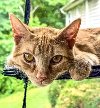 Sunny -  Domestic Short Hair Cat for Adoption in Johnson City, Tennessee - Sunny | PetCurious