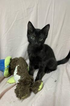 Tiffany -  Domestic Short Hair Cat for Adoption in Stover, Missouri - Tiffany | PetCurious