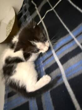 Forrest -  Tuxedo Cat Available for Adoption in Hobbs, New Mexico - Forrest | PetCurious