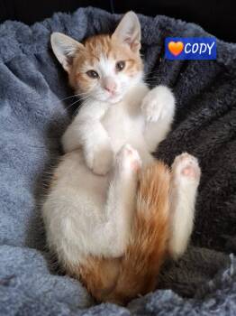 Cody -  Tabby and Domestic Short Hair Cat for Adoption in Yorba Linda, California - Cody | PetCurious