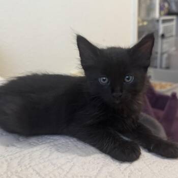 Frank-N-Furter -  Domestic Long Hair Cat for Adoption in Goleta, California - Frank-N-Furter | PetCurious