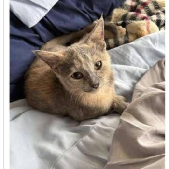 Rescue Dilute Tortoiseshell Cats for Adoption in Columbia, South Carolina - Missy | PetCurious