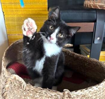 Rescue Tuxedo Cats for Adoption in Bentonville, Arkansas - Frank | PetCurious