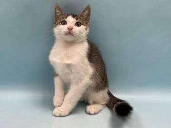 CO2 -  Domestic Short Hair Cat for Adoption in Minneapolis, Minnesota - CO2 | PetCurious