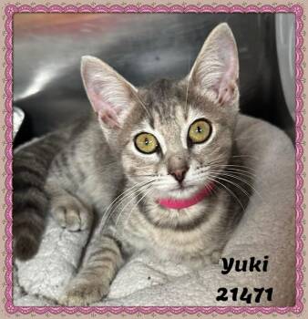 YUKI see also HOSHI -  Domestic Short Hair and Tabby Cat for Adoption in Marietta, Georgia - YUKI See Also HOSHI | PetCurious