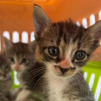 Alex -  Domestic Short Hair Cat for Adoption in Bentonville, Arkansas - Alex | PetCurious