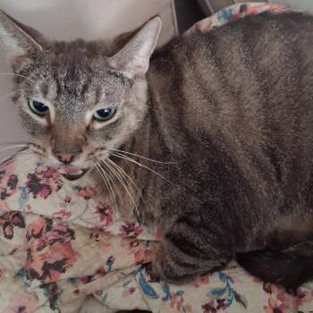 Patches -  Domestic Short Hair Cat for Adoption in Huntington, West Virginia - Patches | PetCurious
