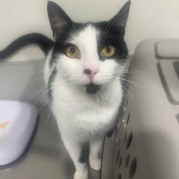 Domestic Short Hair Cats Available for Adoption - Marty | PetCurious