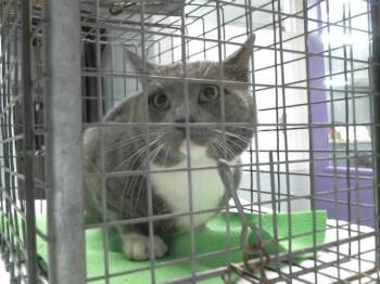 A2089198 -  Domestic Short Hair Cat for Adoption in Houston, Texas - A2089198 | PetCurious
