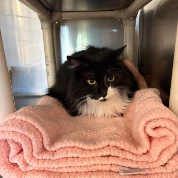 Domestic Medium Hair Cats Available for Adoption in Spokane, Washington - Flax | PetCurious