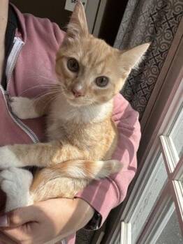 Mango - Hospice Kitten (Call for more info) -  Domestic Short Hair Cat for Adoption in East Brookfield, Massachusetts - Mango - Hospice Kitten (Call For More Info) | PetCurious