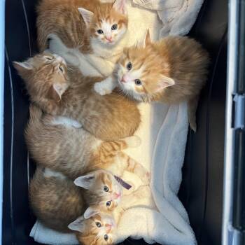 Domestic Short Hair Cats Available for Adoption in Chesapeake, Virginia - Stan | PetCurious