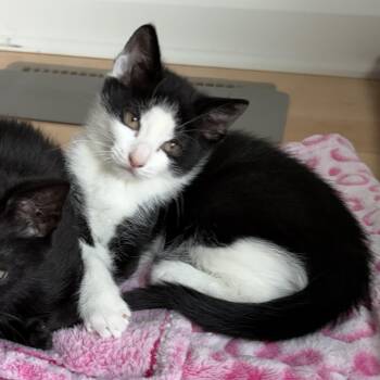Bellatrix LeChat -  Domestic Medium Hair Cat for Adoption in Albany, New York - Bellatrix LeChat | PetCurious