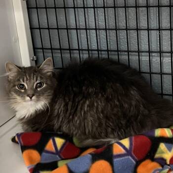 Domestic Long Hair Cats Available for Adoption in Ruckersville, Virginia - Juniper | PetCurious