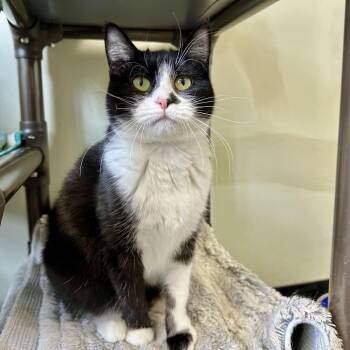 Domestic Short Hair Cats Available for Adoption in Davenport, Iowa - Converse | PetCurious