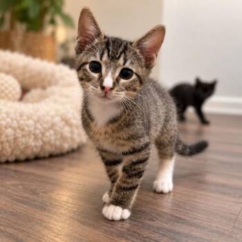 Jesse Baby Belle -  Tabby and Domestic Short Hair Cat for Adoption in Friendswood, Texas - Jesse Baby Belle | PetCurious