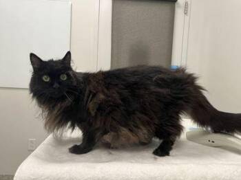 The Wither -  Domestic Long Hair Cat for Adoption in Kansas City, Missouri - The Wither | PetCurious