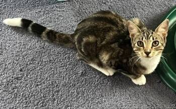 Riddler -  Domestic Short Hair Cat for Adoption in Cumberland, Maine - Riddler | PetCurious