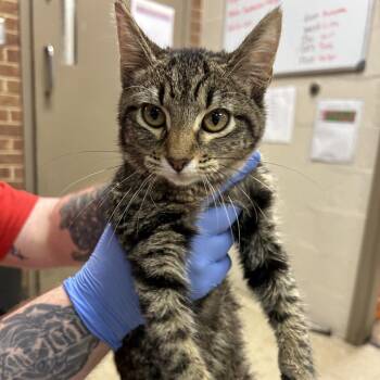 Queenie -  Domestic Short Hair Cat for Adoption in Birmingham, Alabama - Queenie | PetCurious