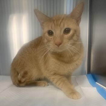 Domestic Short Hair Cats Available for Adoption - Boy | PetCurious