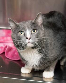 Domestic Short Hair Cats Available for Adoption - Hoot Hoot | PetCurious