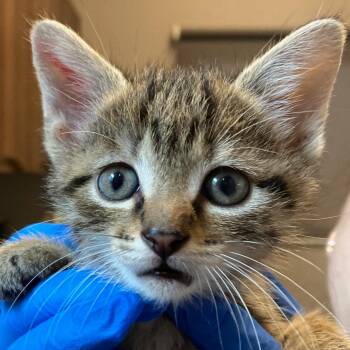 Rye Crisp -  Domestic Short Hair Cat for Adoption in Chicago, Illinois - Rye Crisp | PetCurious