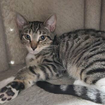Puffin -  American Shorthair Cat for Adoption in Highland Park, New Jersey - Puffin | PetCurious