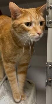 Scout -  Domestic Short Hair Cat for Adoption in Osseo, Michigan - Scout | PetCurious