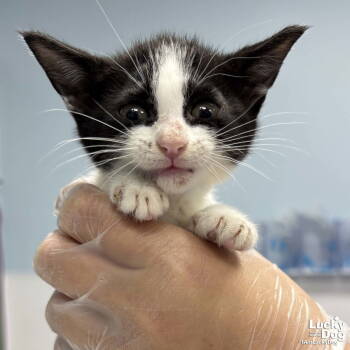 Rescue Domestic Short Hair Cats for Adoption in Washington, District Of Columbia - Shannon | PetCurious