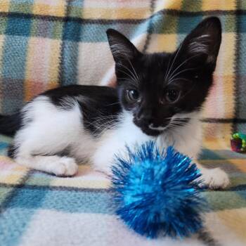 TAZ -  Domestic Short Hair Cat for Adoption in Graham, Washington - TAZ | PetCurious