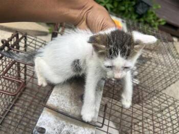 A658733 -  Domestic Short Hair Cat for Adoption in Houston, Texas - A658733 | PetCurious
