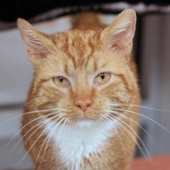 Domestic Short Hair Cats Available for Adoption - Bartleby | PetCurious