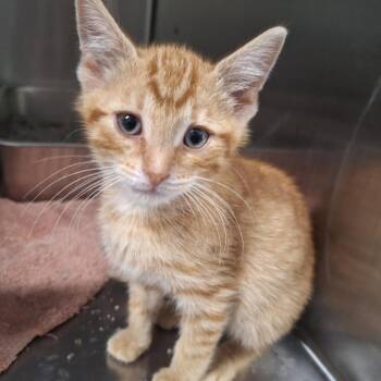 Ace -  Domestic Short Hair Cat for Adoption in Attica, New York - Ace | PetCurious