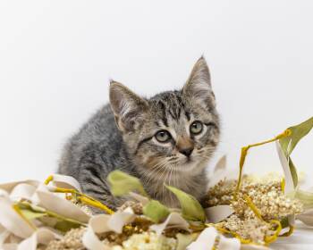 Rescue Tabby Cats for Adoption in Trophy Club, Texas - Sevro | PetCurious