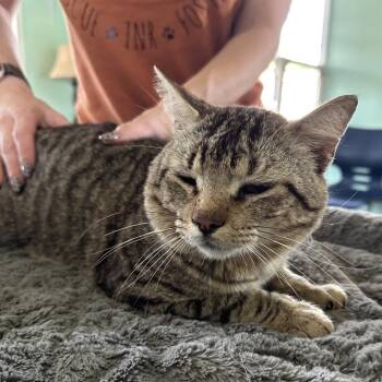 Domestic Short Hair Cats Available for Adoption in West Point, Mississippi - Shortie | PetCurious