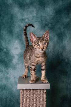Rescue Tabby Cats for Adoption in Pasadena, Texas - Jay Jay | PetCurious
