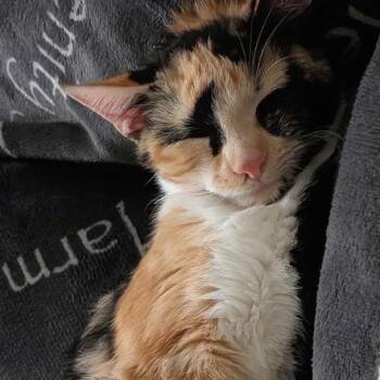 Magenta -  Domestic Short Hair Cat for Adoption in Chicago, Illinois - Magenta | PetCurious
