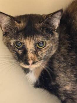 Julien -  Domestic Short Hair Cat for Adoption in Effingham, Illinois - Julien | PetCurious