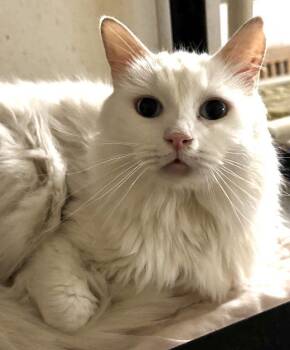 Domestic Medium Hair Cats Available for Adoption - BLU BARRY | PetCurious